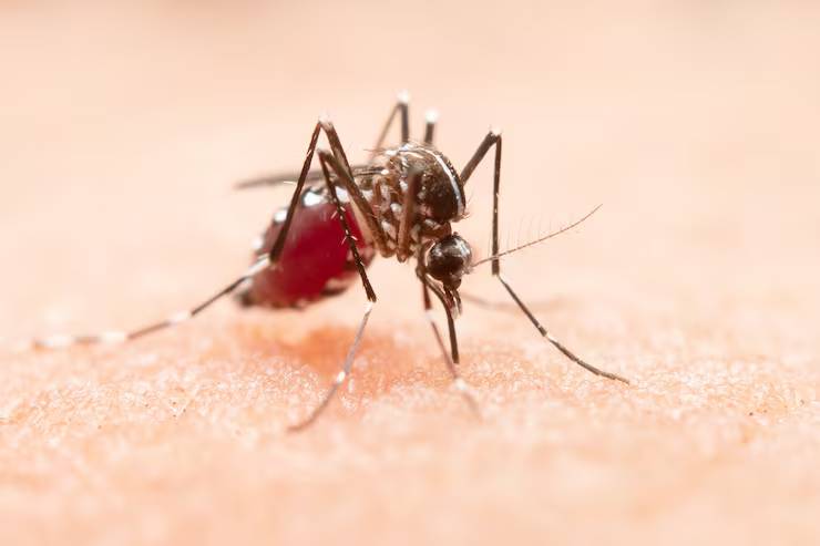 Dengue and Malaria Consultation